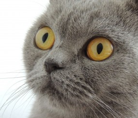 开云官网-荷兰新星莱奥闪耀欧战舞台，一锤定音助亚特兰大攻克强敌