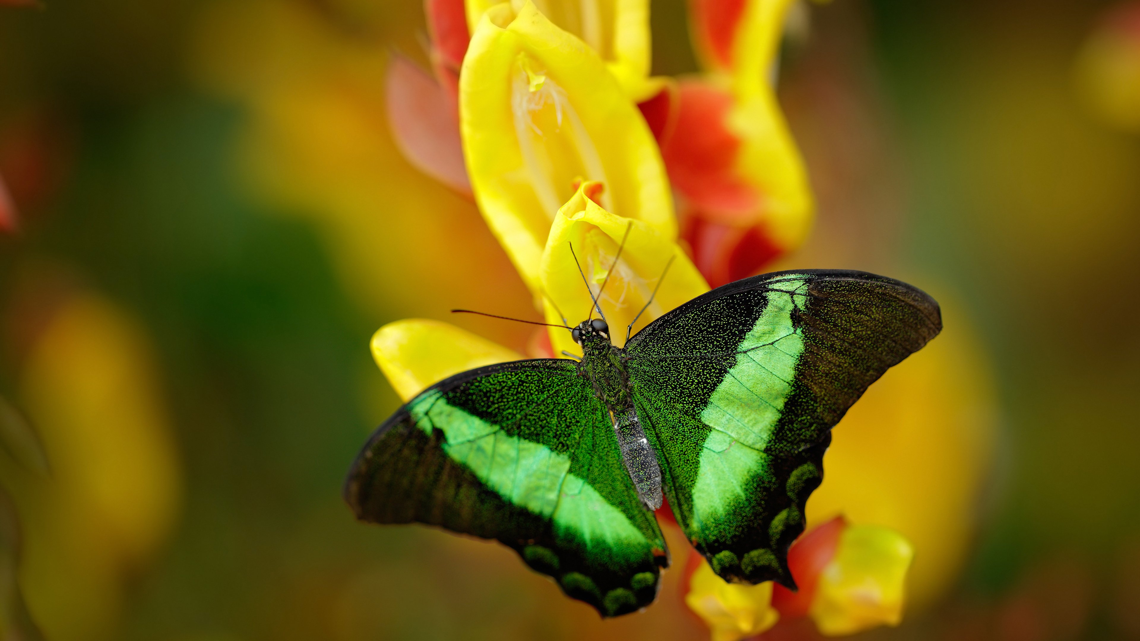 猛龙争冠战，德罗赞东决接管，老鹰折翼北境